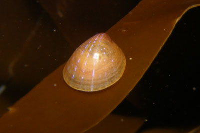 Durchscheinende H�ubchenschnecke