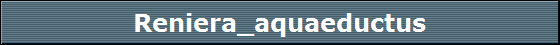 Reniera_aquaeductus