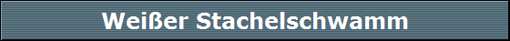 Wei�er Stachelschwamm