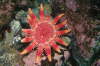 Gew�hnlicher Sonnenstern, rot-gelb