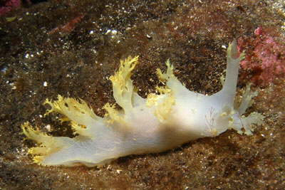 B�umchenschnecke, wei�-gelb