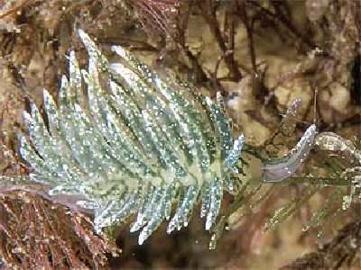 Hermaea dendritica