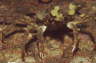 Nordische Seespinne mit Schwamm