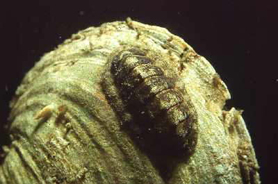 R�ndel-K�ferschnecke