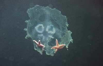 Gemeiner Seestern im Plankton