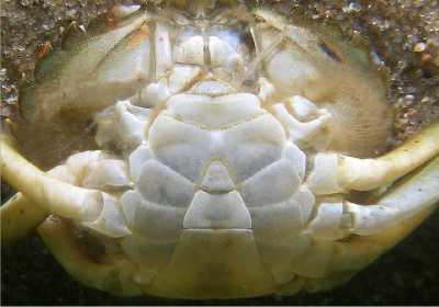 Strandkrabbe, m�nnlich, Abdomen