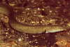Europ�ischer Flussaal 