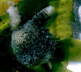 Blaugrüne Ascidie